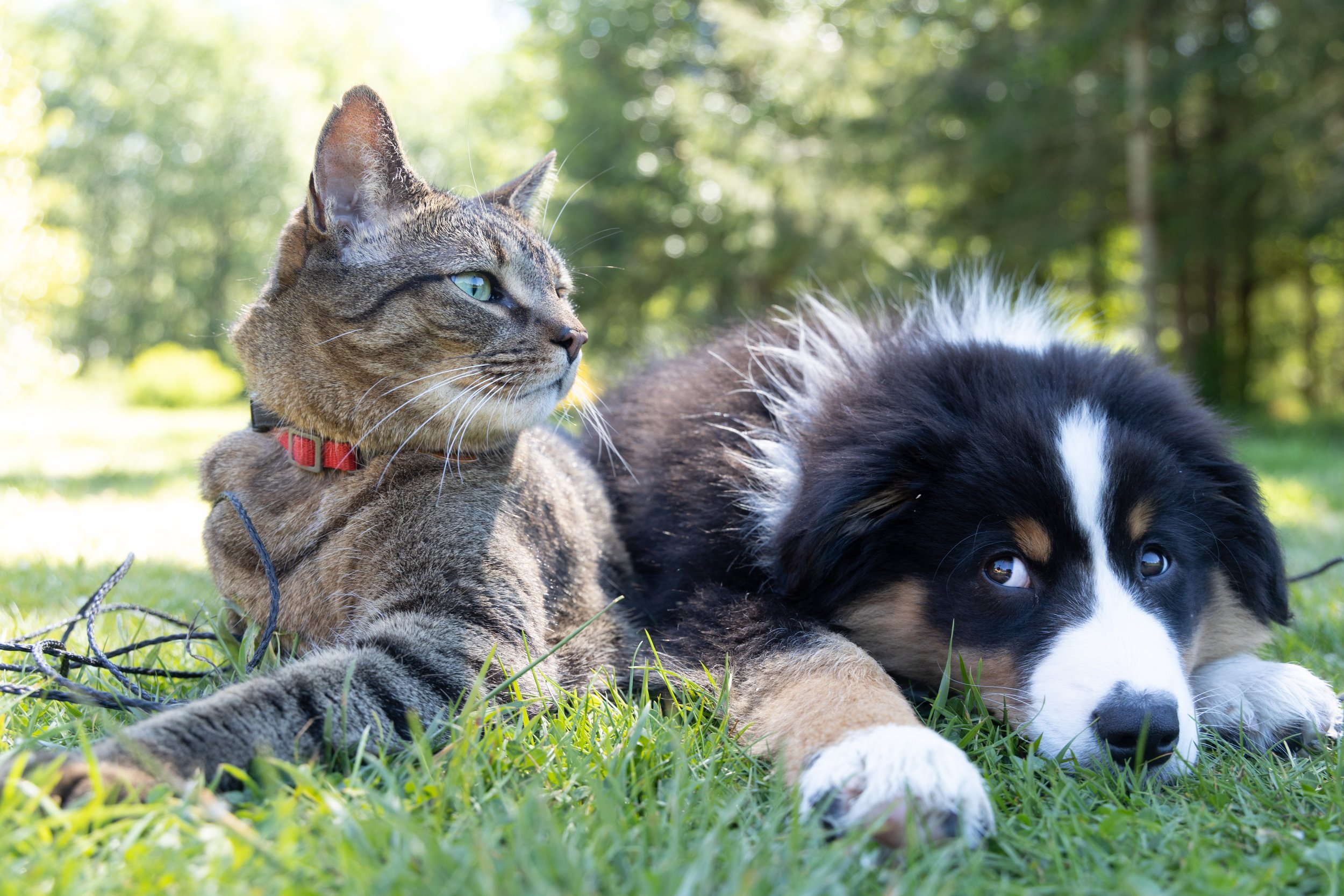 Are Dogs and Cats Colorblind?